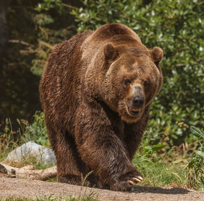 Alaska Wildlife Conservation Center & Portage Glacier